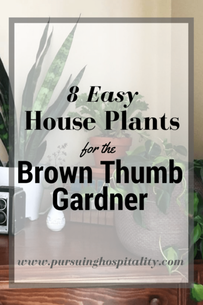 8 Easy House Plants for the Brown Thumb Gardner