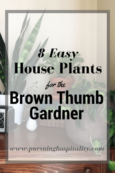 8 easy House Plants for the brown Thumb pinterst (1)