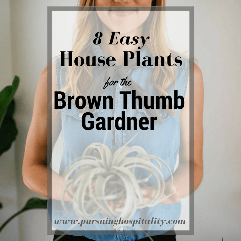 8 Easy House Plants for the Brown Thumb Gardner